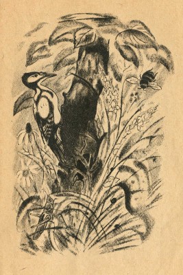 Бианки В. Чей нос лучше? / Рис. Е. Рачева. М.: Детиздат ЦК ВЛКСМ, 1938.
